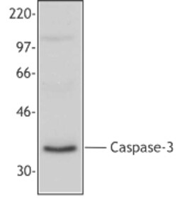 Biolegend Purified anti-Caspase 3, Quantity: Each of 1