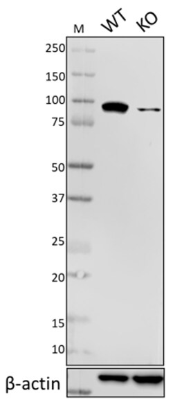 Biolegend Purified anti-Alix, Quantity: Each of 1