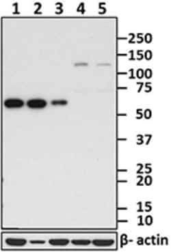 Biolegend Purified anti-hnRNPK, Quantity: Each of 1