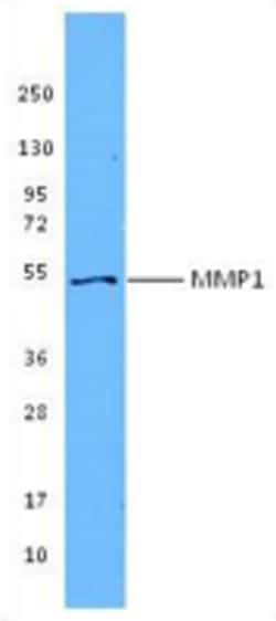Biolegend Purified anti-MMP1, Quantity: Each of 1