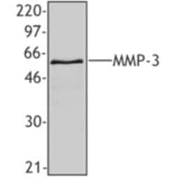 Biolegend Purified anti-MMP3, Quantity: Each of 1