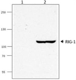 Biolegend Purified anti-RIG-1, Quantity: Each of 1