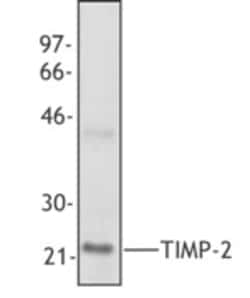 Biolegend Purified anti-TIMP-2, Quantity: Each of 1