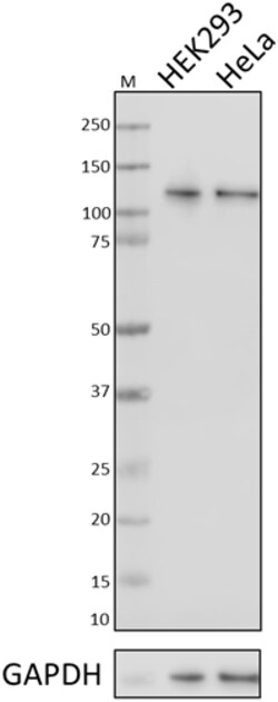 Biolegend Purified anti-SIK2, Quantity: Each of 1