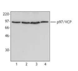 Biolegend Purified anti-p97/VCP, Quantity: Each of 1