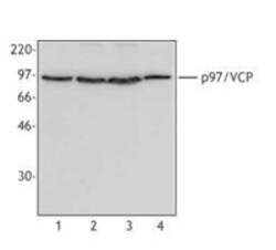 Biolegend Purified anti-p97/VCP, Quantity: Each of 1