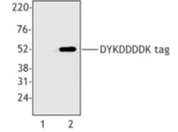 Biolegend Purified anti-DYKDDDDK Tag, Quantity: Each of 1