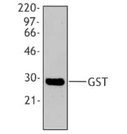 Biolegend Purified anti-GST, Quantity: Each of 1