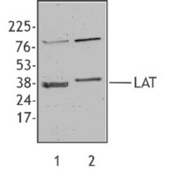 Biolegend Purified anti-LAT, Quantity: Each of 1