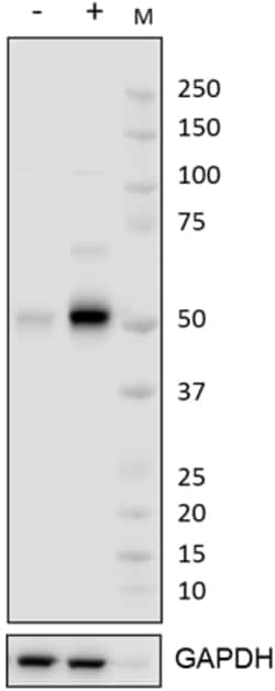Biolegend Purified anti-c-Fos, Quantity: Each of 1