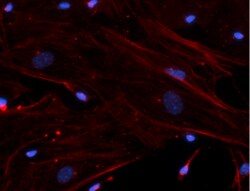 Biolegend Purified anti-β-actin, Quantity: Each of 1