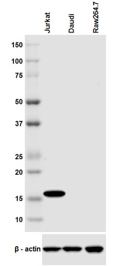 Biolegend Purified anti-CD247 (TCRζ, CD3ζ), Quantity: Each of 1