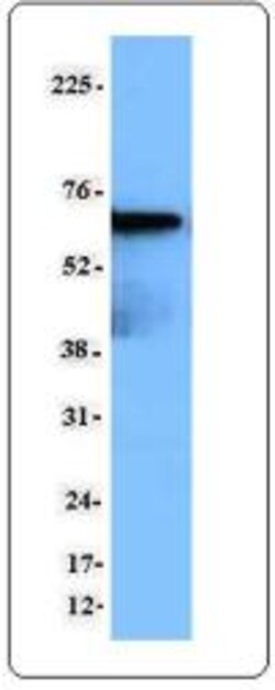 Biolegend Purified anti-Syk, Quantity: Each of 1