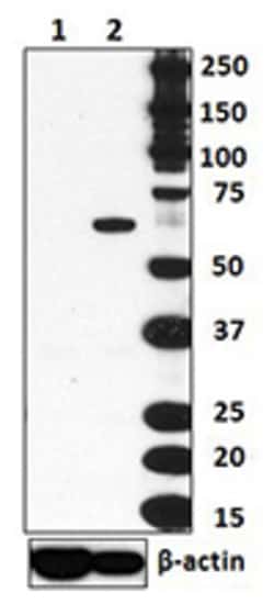 Biolegend Purified anti-T-bet, Quantity: Each of 1