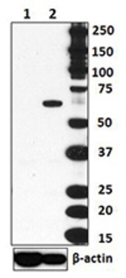 Biolegend Purified anti-T-bet, Quantity: Each of 1
