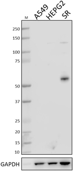 Biolegend Purified anti-RORg, Quantity: Each of 1