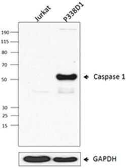Biolegend Purified anti-Caspase-1, Quantity: Each of 1