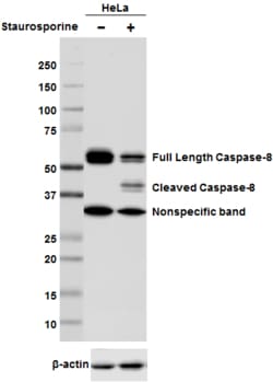Biolegend Purified anti-Caspase-8, Quantity: Each of 1