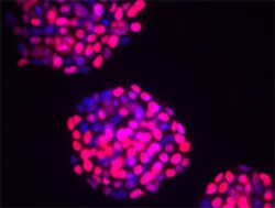 Biolegend Purified anti-p53, Quantity: Each of 1