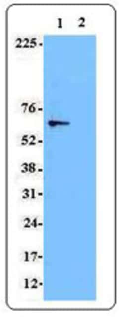 Biolegend Purified anti-Syk, Quantity: Each of 1