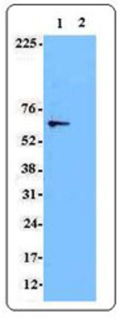 Biolegend Purified anti-Syk, Quantity: Each of 1