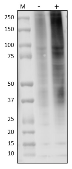 Biolegend Purified anti-Ubiquitin, Quantity: Each of 1
