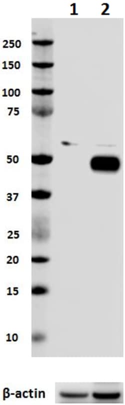 Biolegend Purified anti-IRF4, Quantity: Each of 1