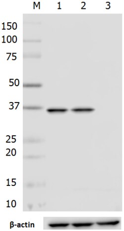 Biolegend Purified anti-eIF3I (p36), Quantity: Each of 1