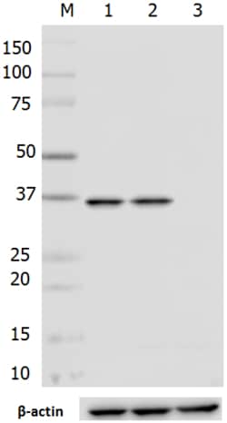Biolegend Purified anti-eIF3I (p36), Quantity: Each of 1
