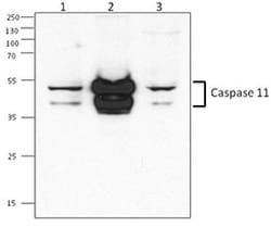 Biolegend Purified anti-Caspase-11, Quantity: Each of 1