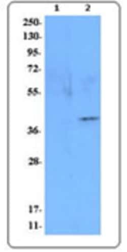 Biolegend Purified anti-mMCP-8, Quantity: Each of 1