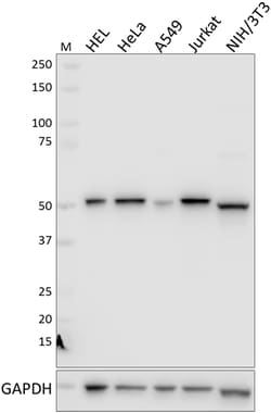 Biolegend Purified anti-Cyclin B1, Quantity: Each of 1