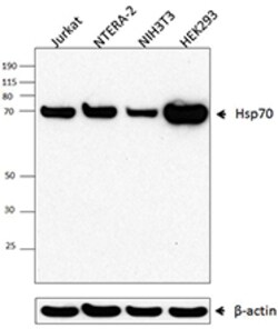 Biolegend Purified anti-Hsp70, Quantity: Each of 1