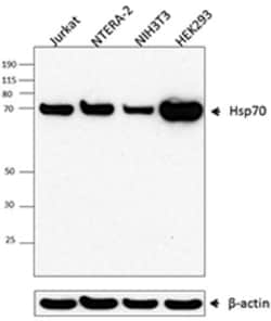 Biolegend Purified anti-Hsp70, Quantity: Each of 1
