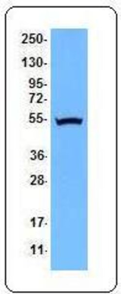 Biolegend Purified anti-IRF3, Quantity: Each of 1