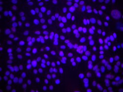 Biolegend Purified anti-Akt Phospho (Ser473), Quantity: Each of 1