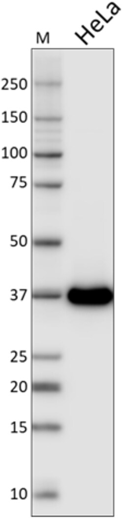 Biolegend Purified anti-GAPDH, Quantity: Each of 1