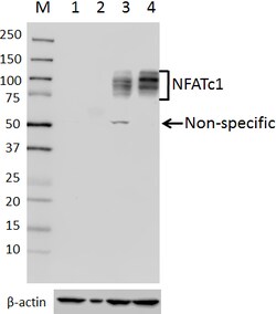 Biolegend Purified anti-NFATc1, Quantity: Each of 1
