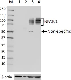 Biolegend Purified anti-NFATc1, Quantity: Each of 1