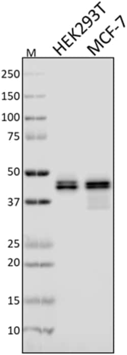 Biolegend Purified anti-Ataxin-3, Quantity: Each of 1
