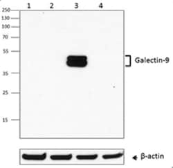 Biolegend Purified anti-Galectin-9, Quantity: Each of 1