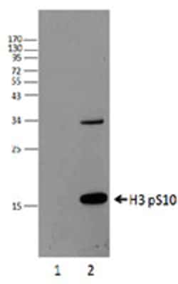 Biolegend Purified anti-Histone H3 Phospho (Ser10), Quantity: Each of 1