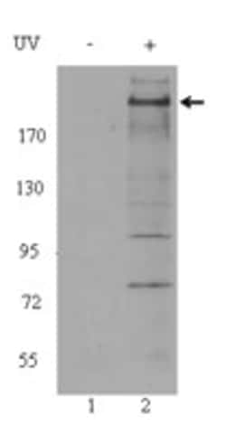 Biolegend Purified anti-ATM Phospho (Ser1981), Quantity: Each of 1