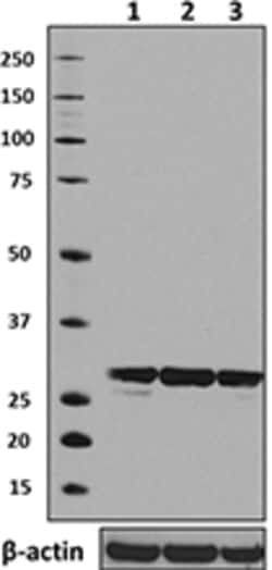 Biolegend Purified anti-HMGB1, Quantity: Each of 1