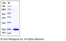 Sino Biological Recombinant Mouse Reg3A Protein (His Tag), Quantity: Each