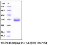 Sino Biological Recombinant Mouse VSIG4 Protein (His Tag), HPLC-verified,