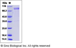 Sino Biological Mouse CD1D / R3G1 Protein (His & Fc Tag) 100ug, Quantity: