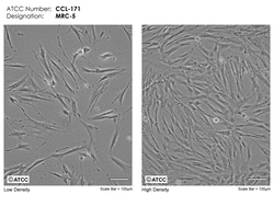 ATCC CCL-171, MRC-5, diploid cell line d in the production of vaccines,