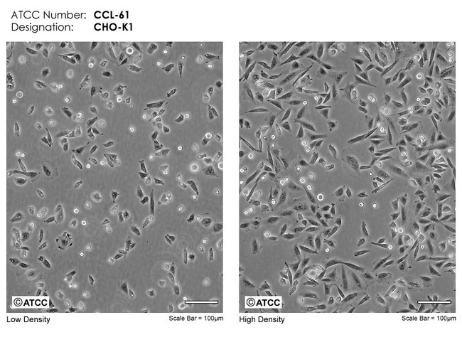ATCC Cricetulus griseus, Quantity: Each of 1 | Fisher Scientific