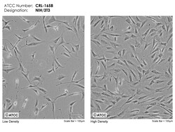 ATCC Mus musculus, Quantity: Each of 1
